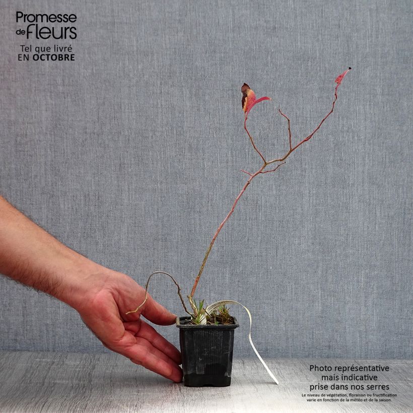 Amostra de Mirtileiro Yello!Berryblue - Vaccinium corymbosum Vaso de 8/9 cm, Arbusto tal como entregue no outono
