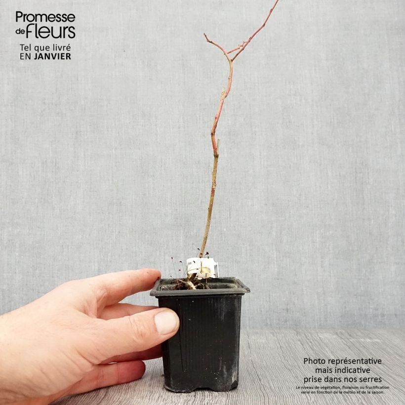 Amostra de Myrtillier Yello!Berryblue - Vaccinium corymbosum Vaso de 8/9 cm, Arbusto tal como entregue no inverno