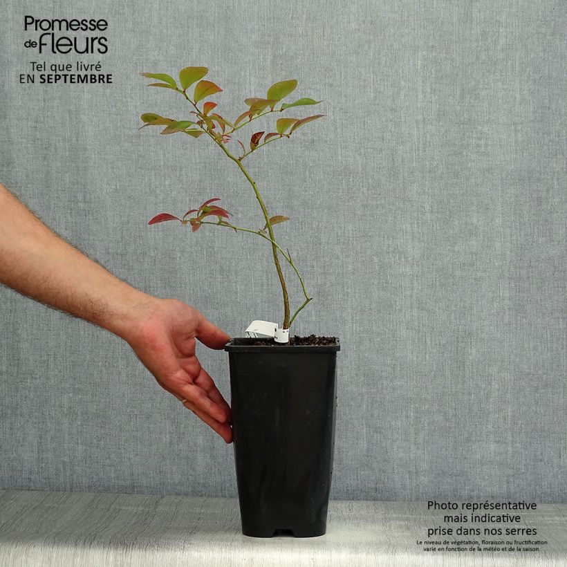 Amostra de Mirtileiro Yello!Berryblue - Vaccinium corymbosum Vaso de 2 L/3 L tal como entregue no verão