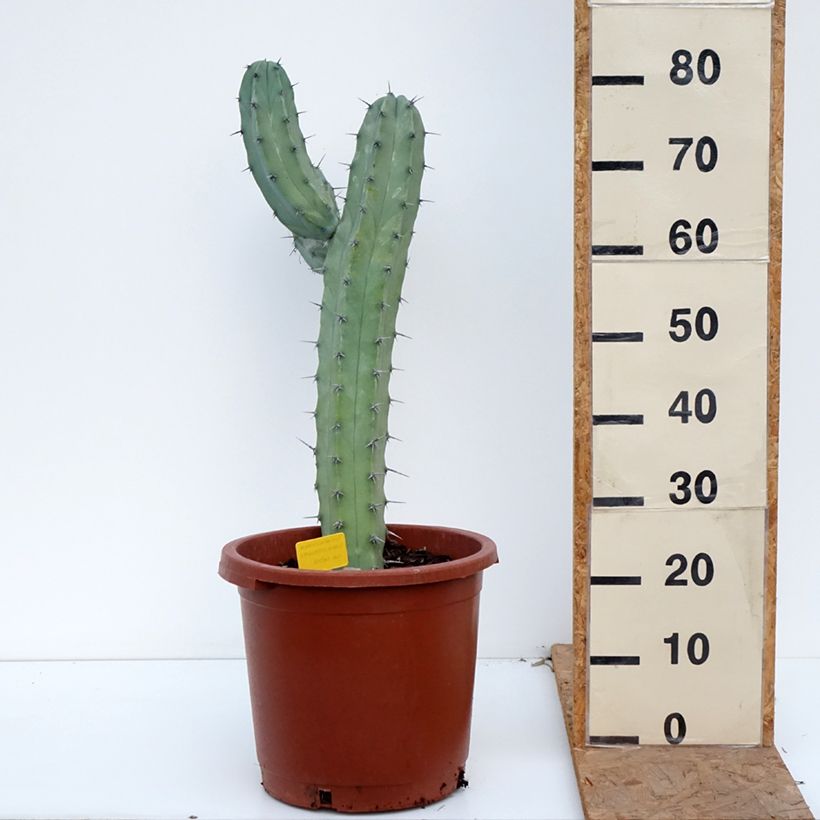 Amostra de Myrtillocactus geometrizans - Cacto azul Vaso de 12 L/15 L tal como entregue no outono