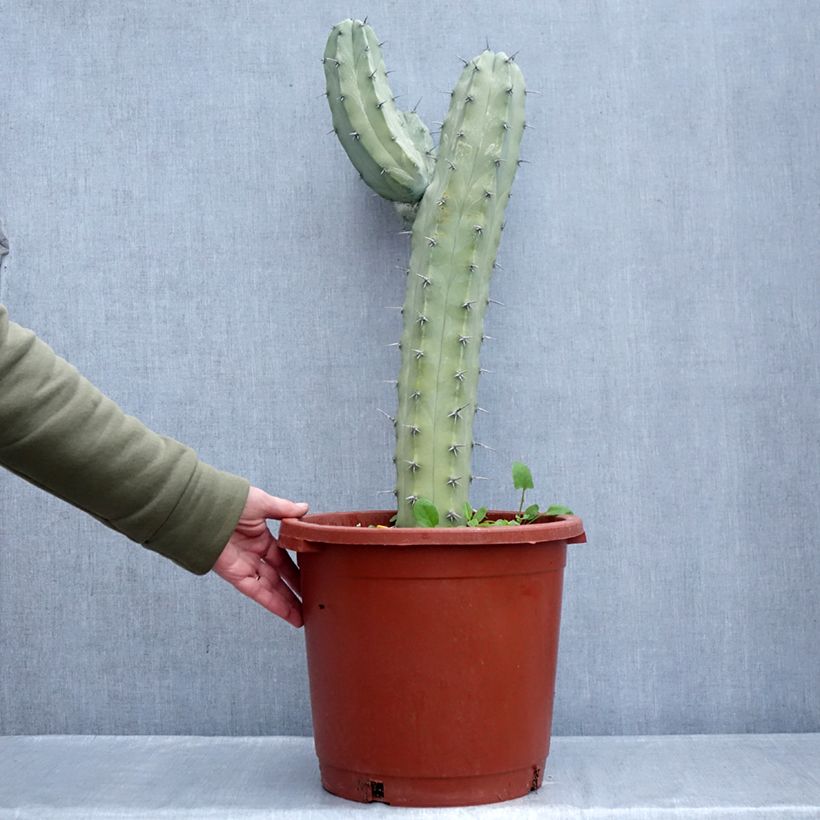 Amostra de Myrtillocactus geometrizans - Chandelle Bleue Pot de 12L/15L tal como entregue no inverno