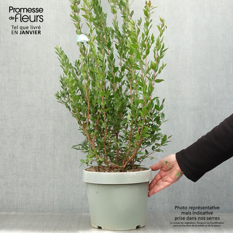 Amostra de Myrtus communis - Myrte commun Vaso de 7,5 L/10 L tal como entregue no inverno