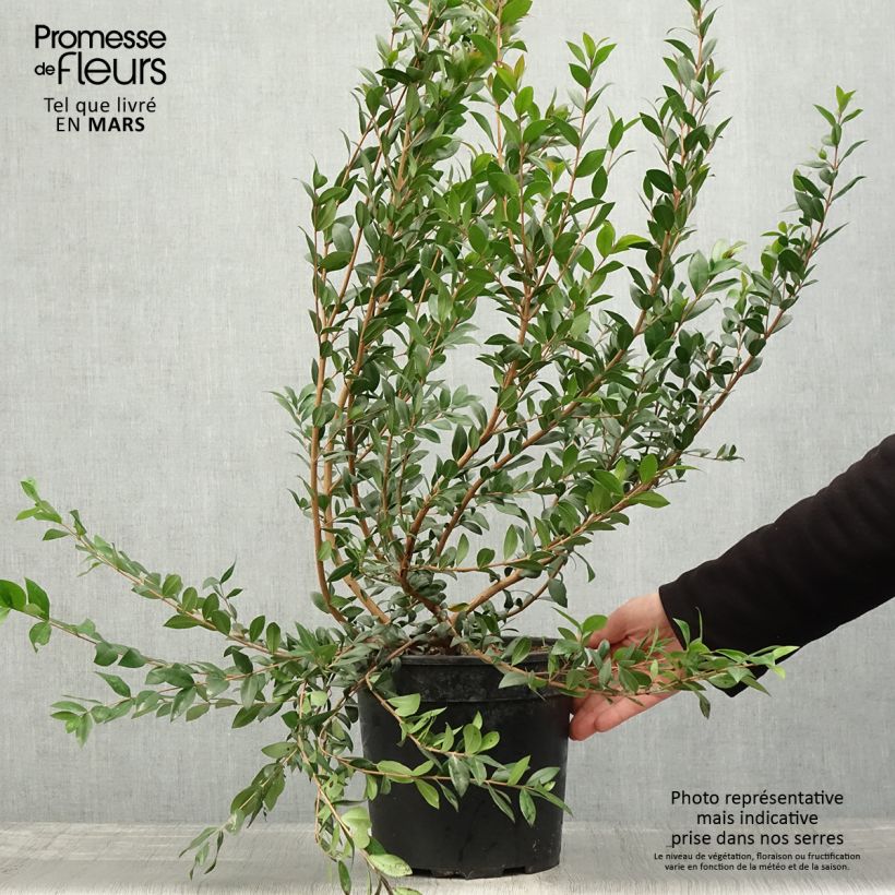 Amostra de Myrtus communis Vaso de 7,5 L/10 L tal como entregue na primavera