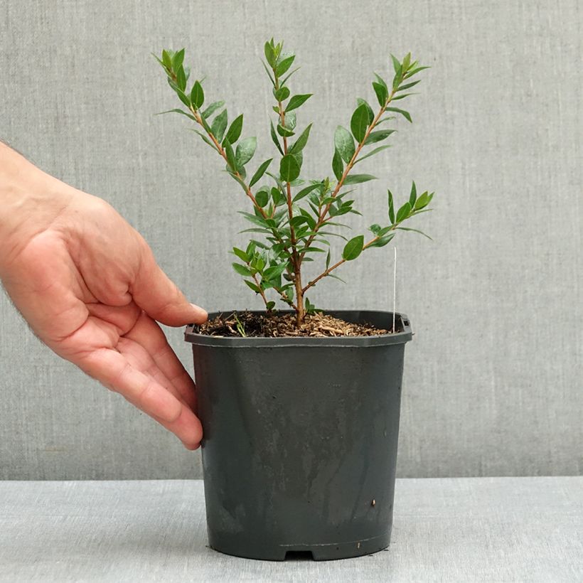 Amostra de Myrtus communis Vaso de 2 L/3 L tal como entregue no verão