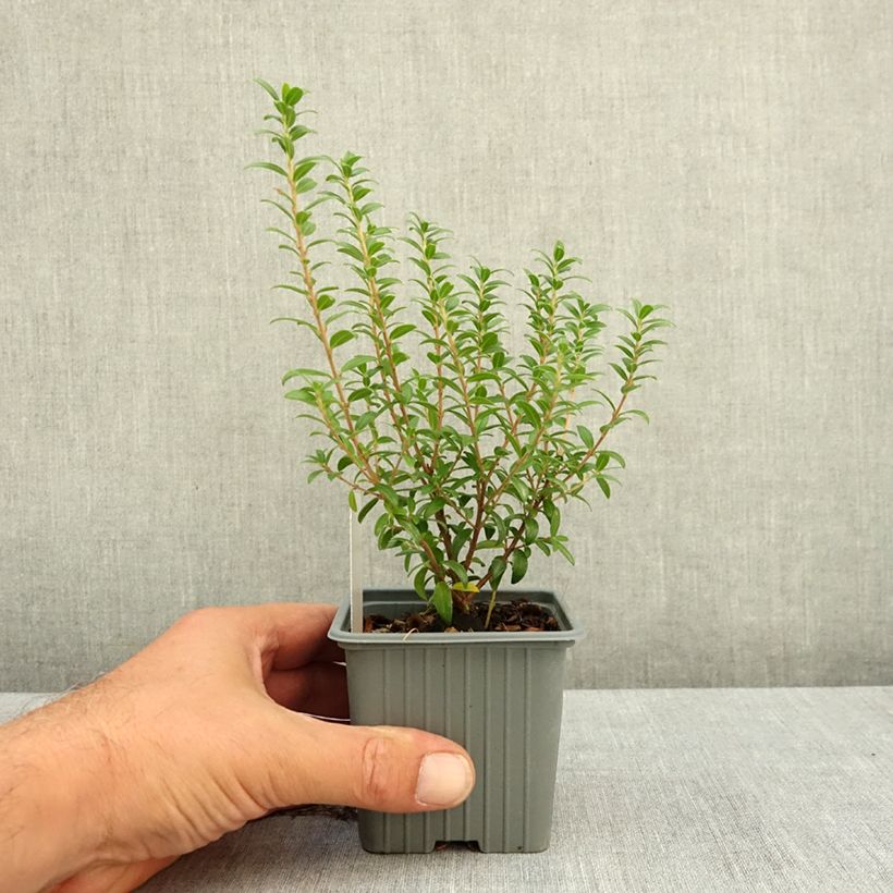 Amostra de Myrtus communis subsp. tarentina Vaso de 8/9 cm tal como entregue no verão