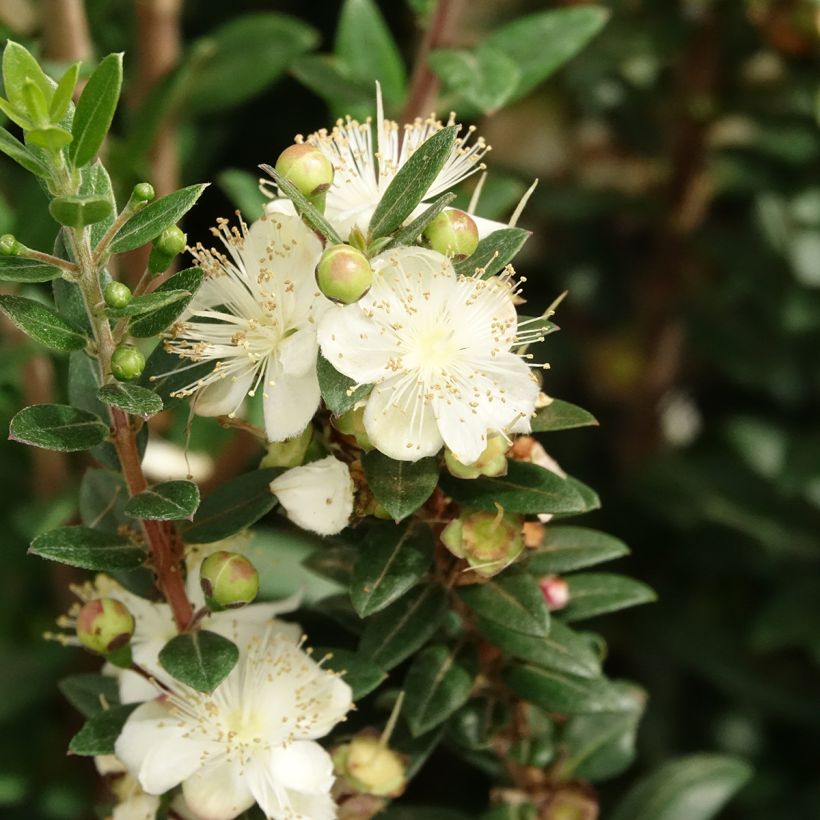 Myrtus communis subsp. tarentina (Floração)