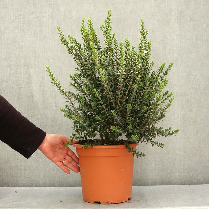 Amostra de Myrtus communis subsp. tarentina Vaso de 7,5 L/10 L tal como entregue na primavera