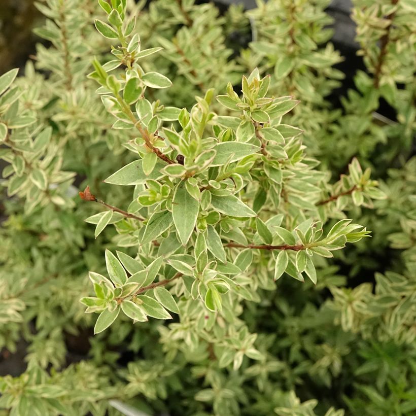 Murta Variegata (Folhagem)