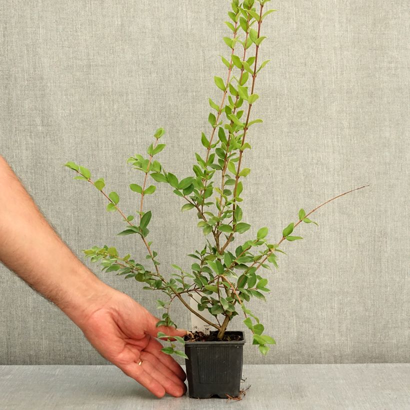 Amostra de Myrtus luma Vaso de 8/9 cm tal como entregue no verão