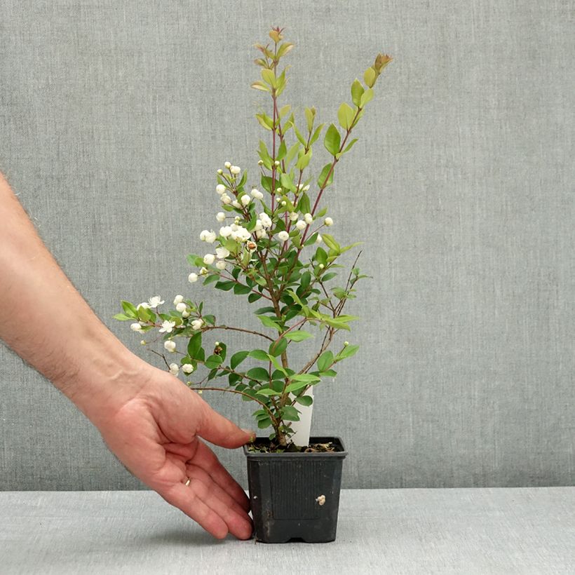 Amostra de Myrtus luma Vaso de 8/9 cm tal como entregue na primavera
