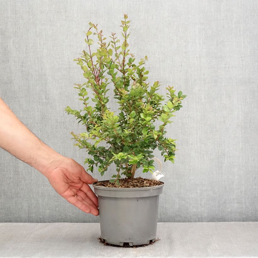 Amostra de Myrtus luma Vaso de 3 L/4 L tal como entregue no verão