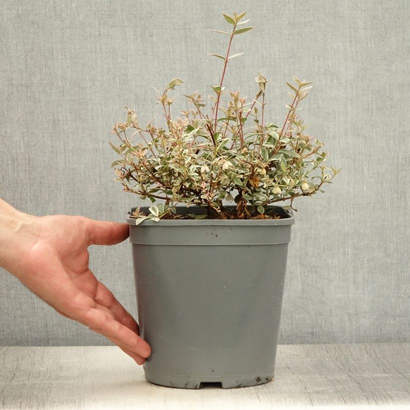 Amostra de Murta Flambeau Vaso de 3 L/4 L tal como entregue no verão