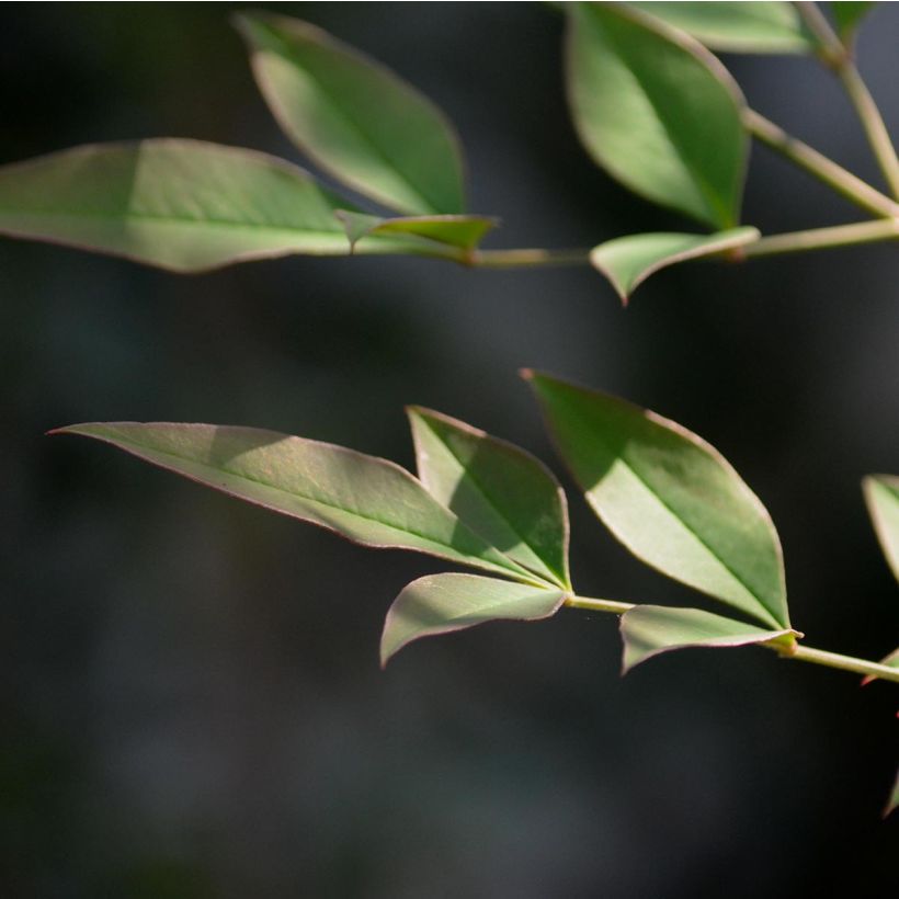 Nandina domestica - Bambu-sagrado (Folhagem)