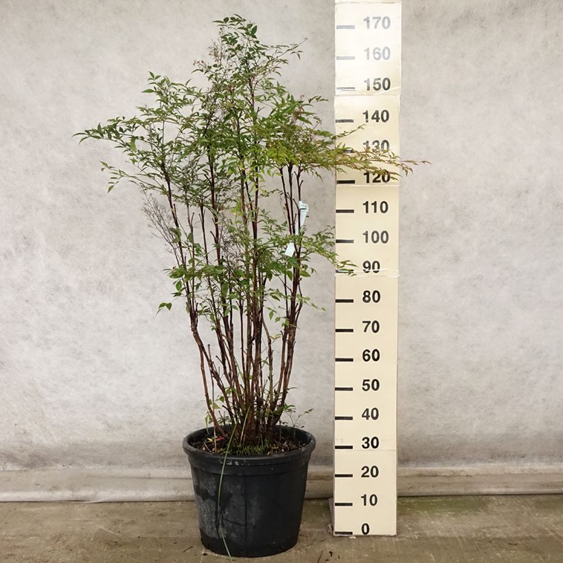 Amostra de Nandina domestica - Bambu-sagrado Vaso de 18 L/20 L tal como entregue no outono
