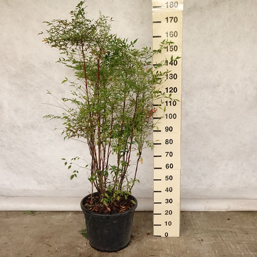 Amostra de Nandina domestica - Bambu-sagrado Vaso de 18 L/20 L tal como entregue no verão