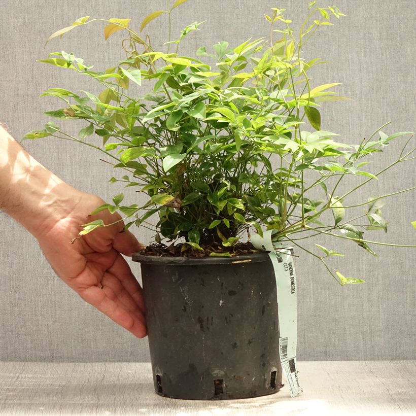 Amostra de Nandina domestica - Bambu-sagrado Vaso de 2 L/3 L tal como entregue no verão