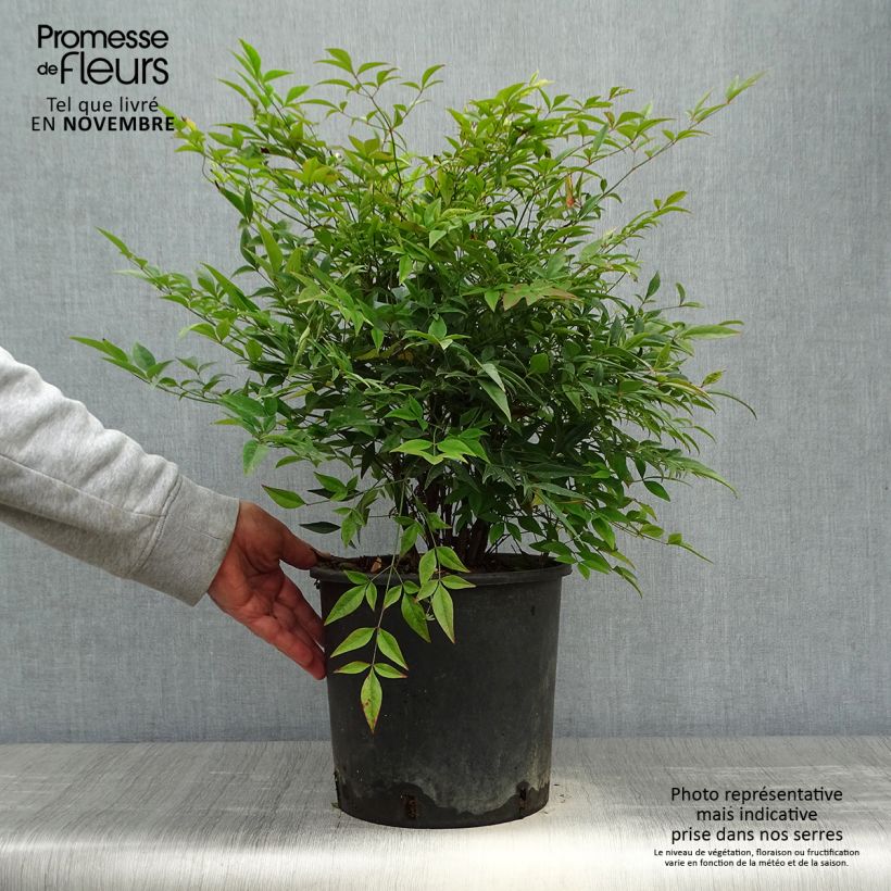 Amostra de Nandina domestica - Bambu-sagrado Vaso de 7,5 L/10 L tal como entregue no outono