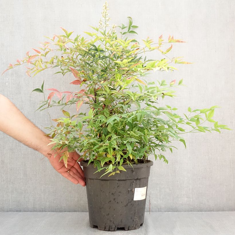 Amostra de Nandina domestica - Bambu-sagrado Vaso de 7,5 L/10 L tal como entregue no verão