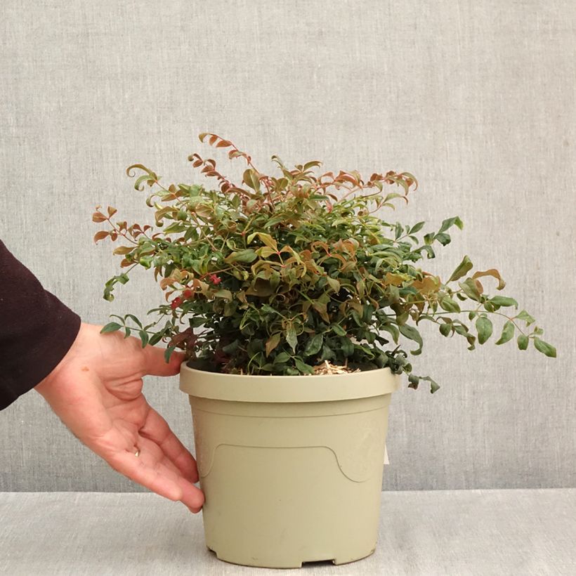Amostra de Nandina domestica Curly Obsessed - Bambou sacré Pot de 3L/4L tal como entregue no outono