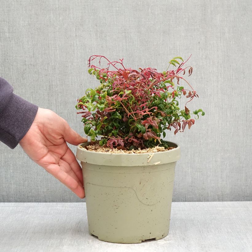 Amostra de Nandina domestica Curly Obsessed Vaso de 3 L/4 L tal como entregue na primavera