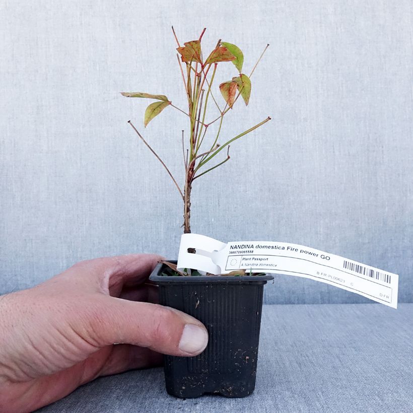 Amostra de Nandina domestica Fire Power Vaso de 8/9 cm tal como entregue na primavera