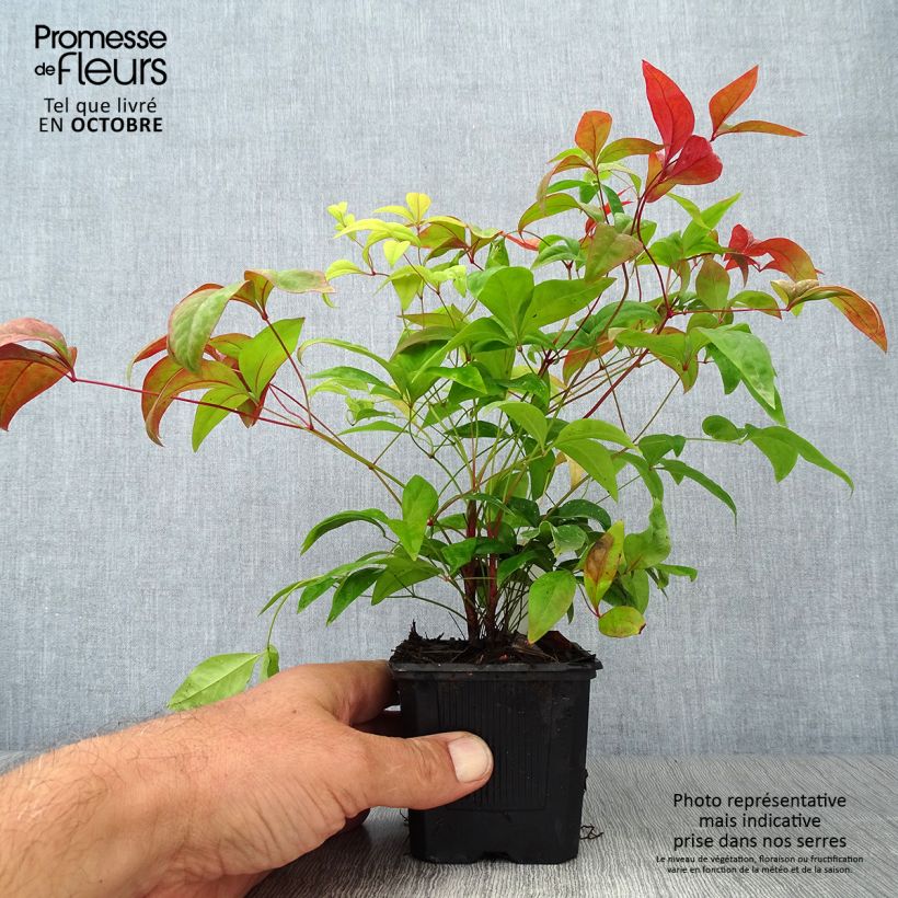 Amostra de Nandina domestica Fire Power Vaso de 8/9 cm tal como entregue no outono