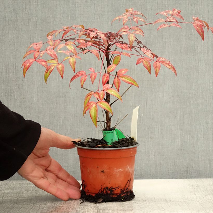 Amostra de Nandina domestica Flirt Vaso de 8/9 cm tal como entregue no outono