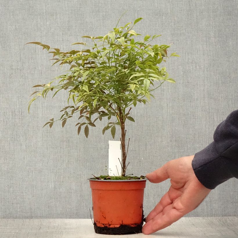 Amostra de Nandina domestica Flirt Vaso de 12 cm/13 cm tal como entregue no verão