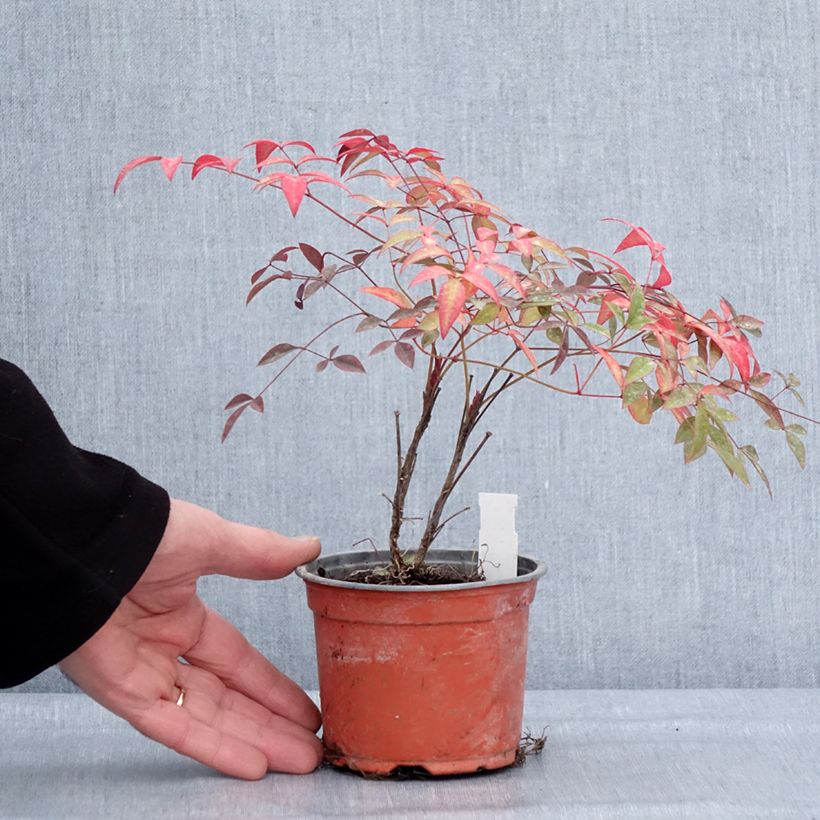 Amostra de Nandina domestica Flirt Vaso de 12 cm/13 cm tal como entregue no inverno