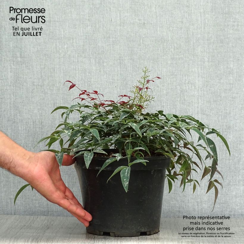 Amostra de Nandina domestica Flirt Vaso de 3 L/4 L tal como entregue no verão