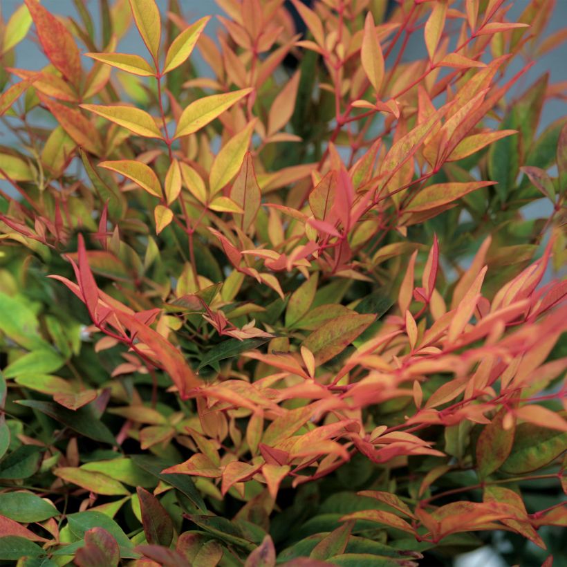 Nandina domestica Gulf Stream (Folhagem)