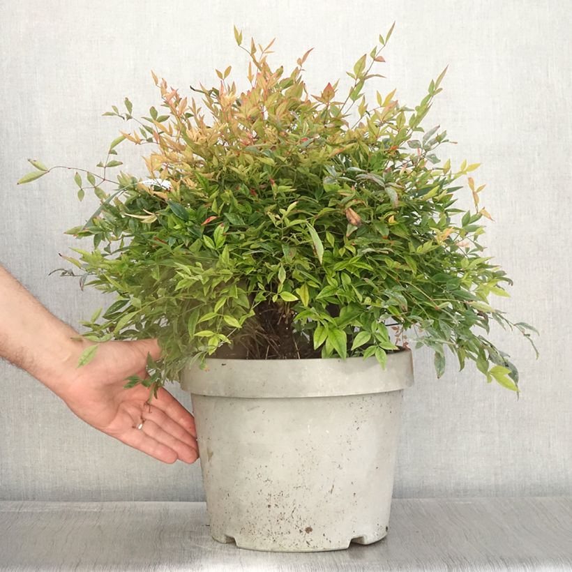 Amostra de Nandina domestica Gulf Stream Vaso de 7,5 L/10 L tal como entregue no outono