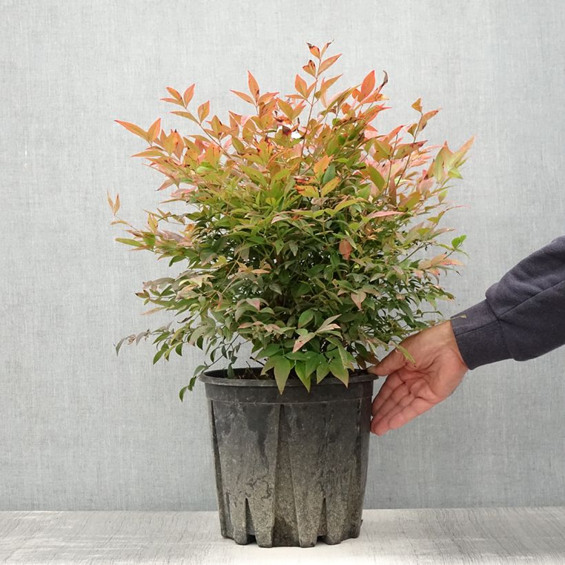 Amostra de Nandina domestica Gulf Stream Vaso de 7,5 L/10 L tal como entregue no verão
