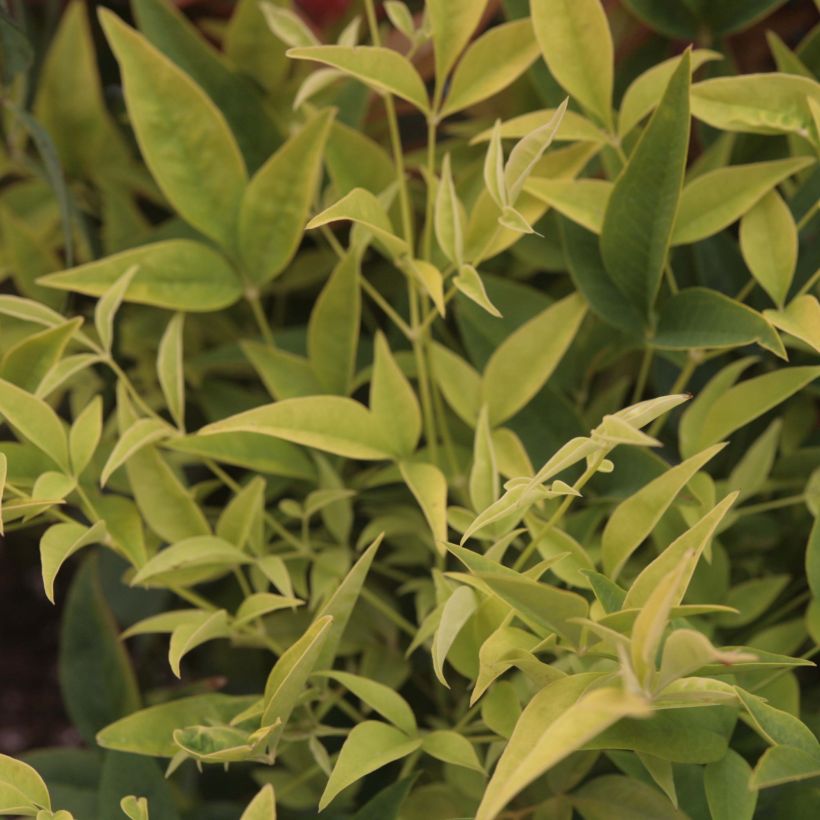 Nandina domestica Lemon Lime (Folhagem)