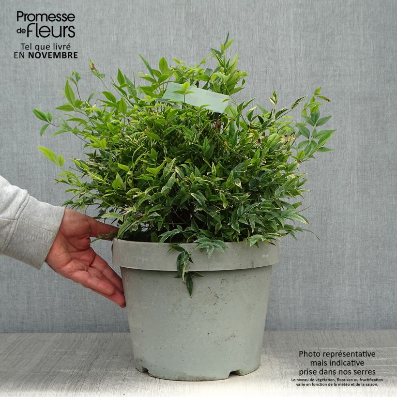 Amostra de Nandina domestica Lemon Lime Vaso de 7,5 L/10 L tal como entregue no outono