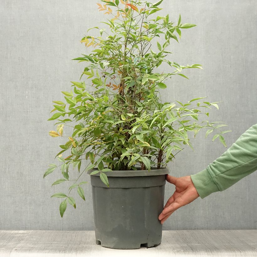 Amostra de Nandina domestica Lemon Lime Vaso de 7,5 L/10 L tal como entregue no verão