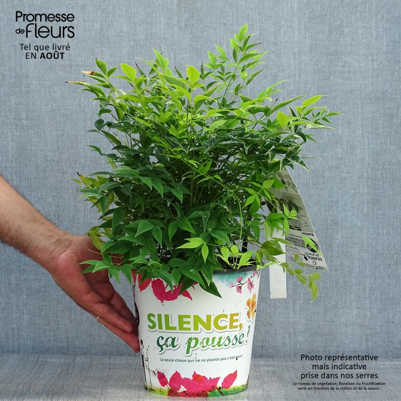 Amostra de Nandina domestica Lemon Lime Vaso de 4 L/5 L tal como entregue no verão
