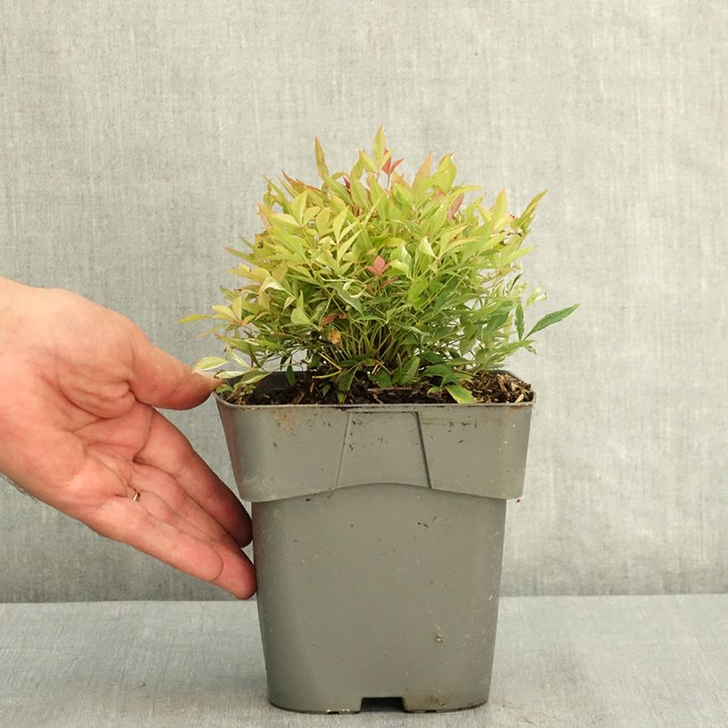 Amostra de Nandina domestica Red Light Vaso de 2 L/3 L tal como entregue no verão