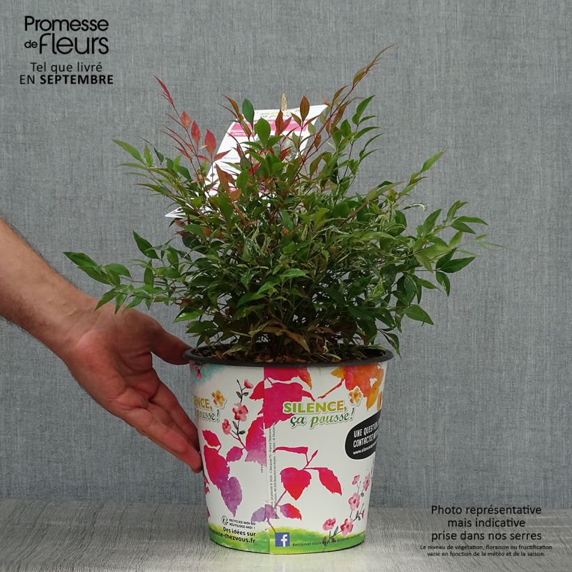 Amostra de Nandina domestica Red Light Vaso de 3 L/4 L tal como entregue no outono