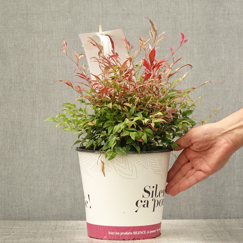 Amostra de Nandina domestica Red Light Vaso de 3 L/4 L tal como entregue no verão
