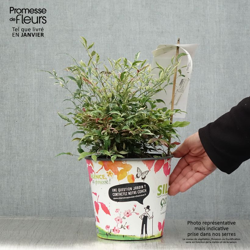 Amostra de Nandina domestica Red Light Vaso de 3 L/4 L tal como entregue no inverno