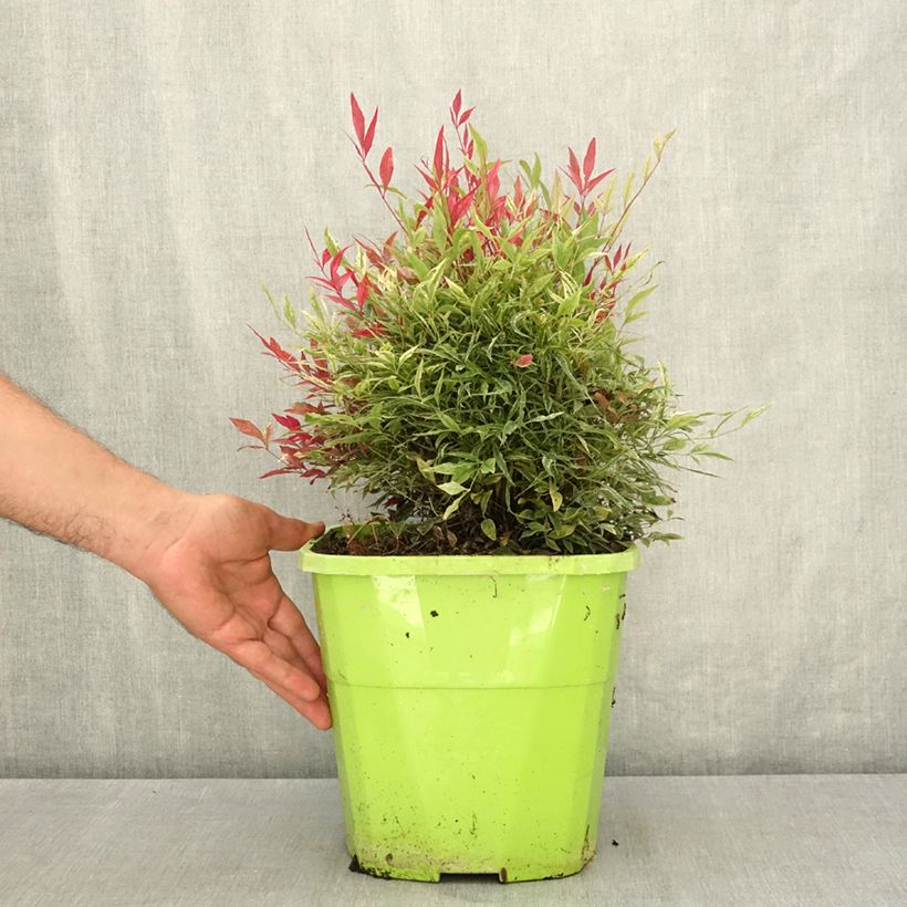 Amostra de Nandina domestica Red Light Vaso de 7,5 L/10 L tal como entregue no verão