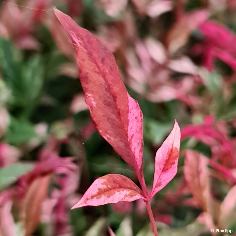 Nandina domestica Red Light (Folhagem)