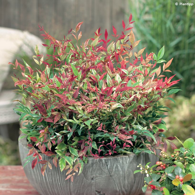 Nandina domestica Red Light (Hábito)