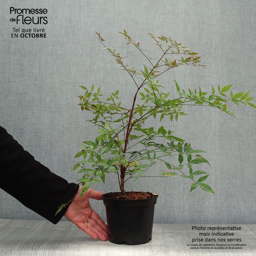 Amostra de Nandina domestica Richmond Vaso de 2 L/3 L tal como entregue no outono