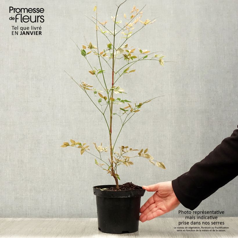 Amostra de Nandina domestica Richmond Vaso de 2 L/3 L tal como entregue no inverno