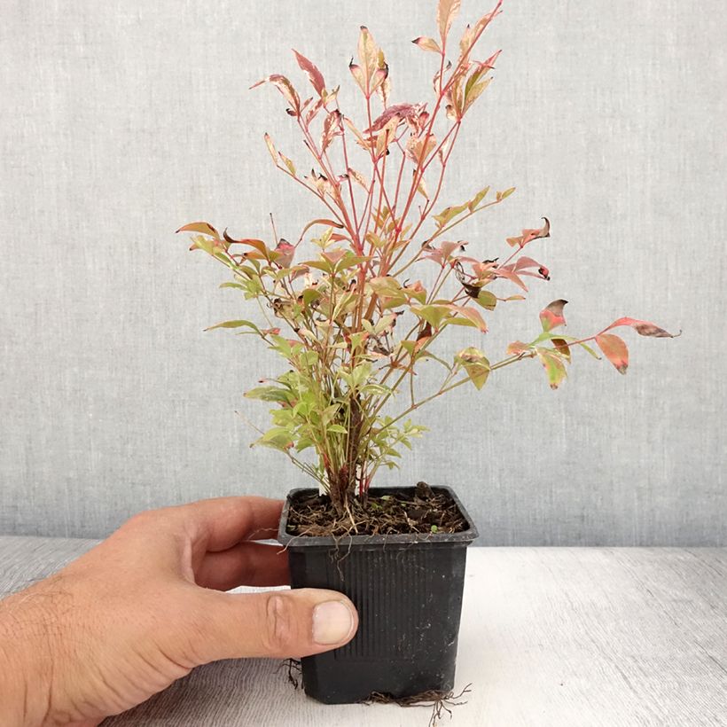 Amostra de Nandina domestica Twilight Vaso de 8/9 cm tal como entregue no verão