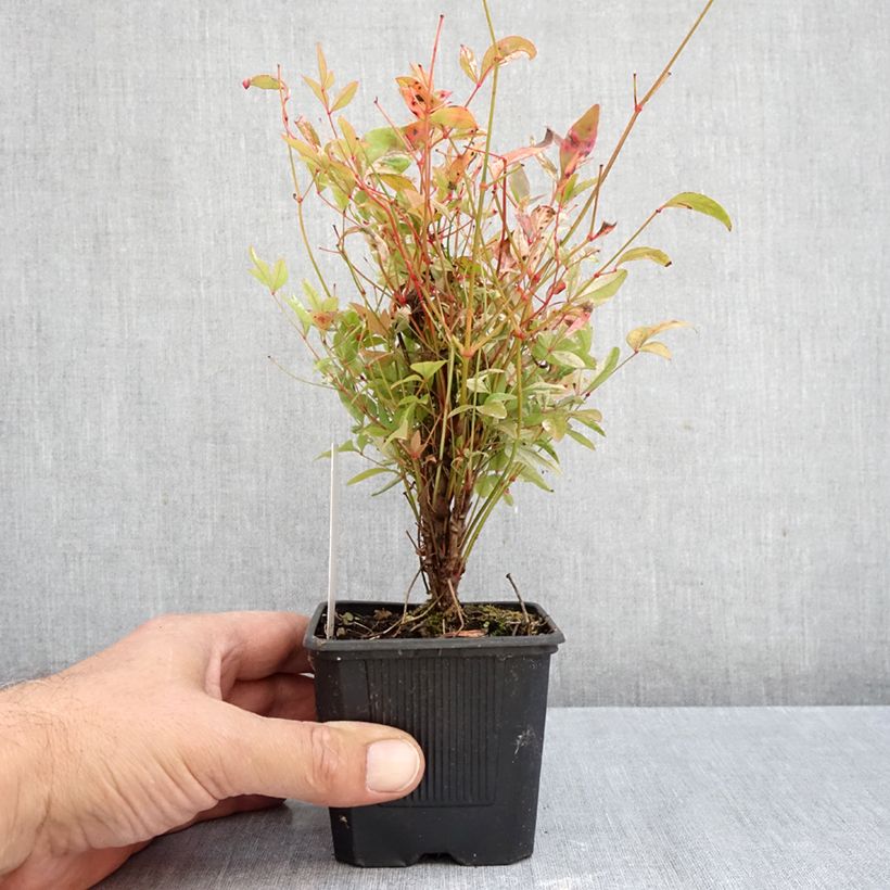 Amostra de Nandina domestica Twilight Vaso de 8/9 cm tal como entregue no outono