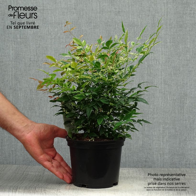 Amostra de Nandina domestica Twilight Vaso de 2 L/3 L tal como entregue no outono