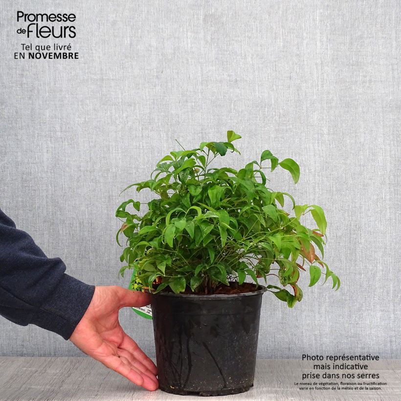 Amostra de Nandina domestica Wood's Dwarf Vaso de 2 L/3 L tal como entregue no outono